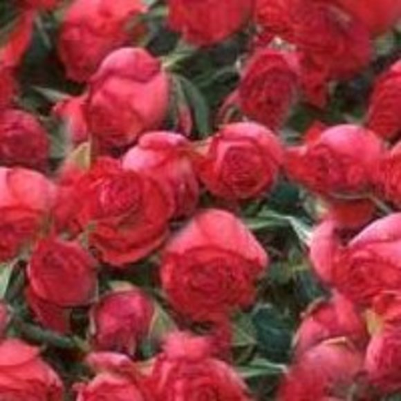 Meet your Posher, Patricia - Picture 1 of 1